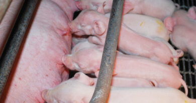 O que é o Crescimento Retardado Intrauterino (CIUR) e qual a sua importância?