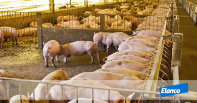 Resposta imune induzida pelo alimento: a perda silenciosa