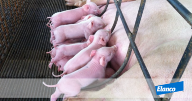 Termorregulação: Qual a importância da temperatura na sobrevivência do leitão recém-nascido?