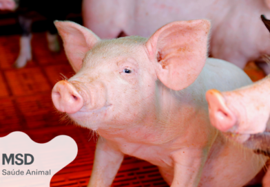 Os três passos para o diagnóstico do PCV2