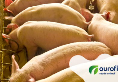 Micoplasmose: sempre sozinha ou sempre acompanhada?