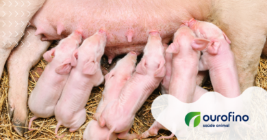 Colostragem: Uma importante aliada contra o Mycoplasma hyopneumoniae