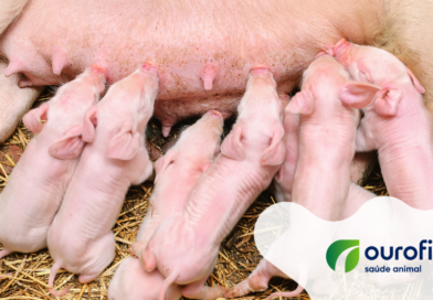 Colostragem: Uma importante aliada contra o Mycoplasma hyopneumoniae